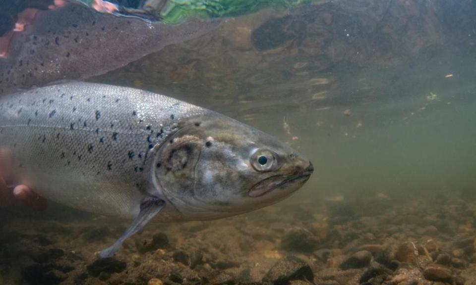 Sea trout in the local catchment area