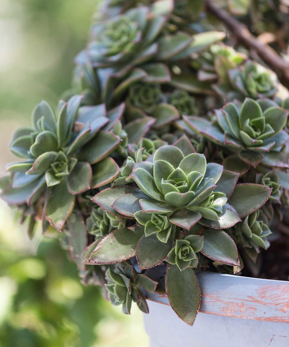 Sempervivum in pot