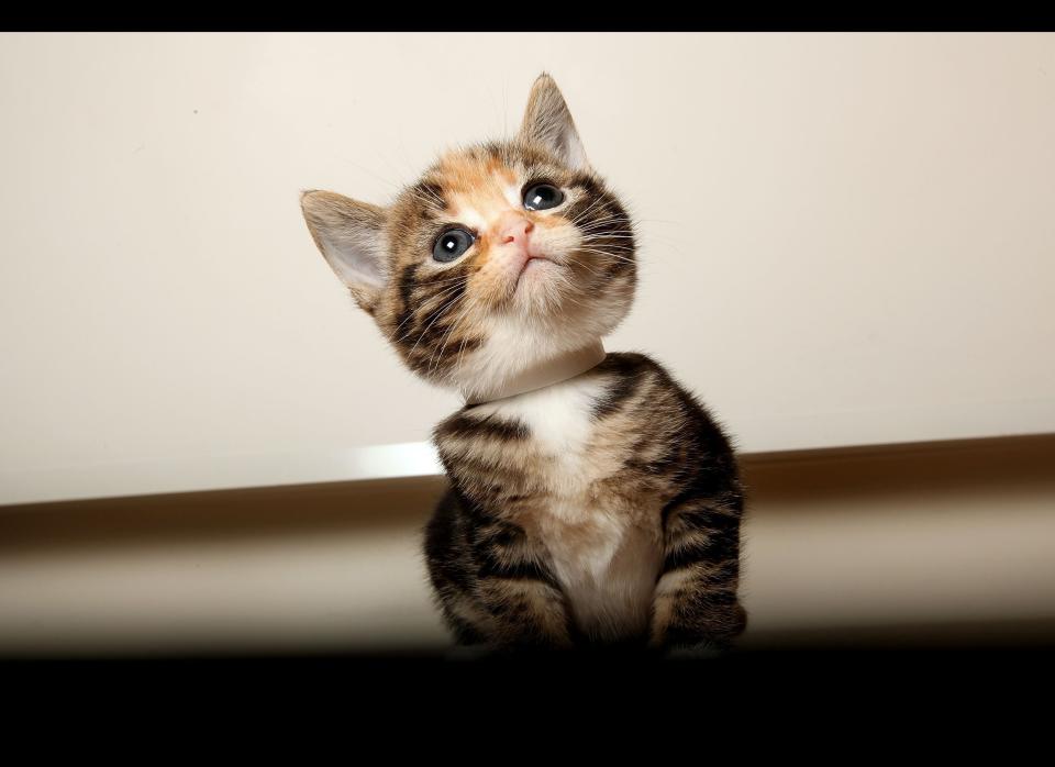 A stray kitten is posed for a photograph at Battersea Dogs and Cats Home on August 18, 2009 in London, England. Battersea Dogs and Cats Home is seeing a sharp rise in the number of cats requiring a home with 143 of the 145 shelter's pens full.  (Photo by Dan Kitwood/Getty Images)