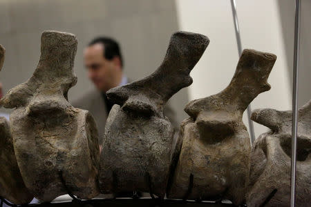 A part of the fossilized tail of a sauropod of the Atlasaurus imelakei species, that will be auctioned on Tuesday night in Mexico to raise funds for the reconstruction of thousands of schools damaged by September quakes, is pictured at the lobby of the BBVA Bancomer tower in Mexico City, Mexico January 16, 2018. REUTERS/Daniel Becerril