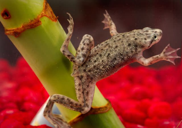 James Gathany/Wikimedia Commons/Public Domain Dwarf clawed frogs are some of the smallest types of pet frogs.