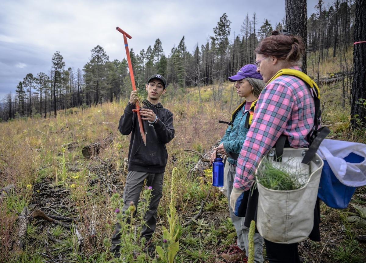 Volunteers help seedlings take root as New Mexico attempts to recover from historic wildfire