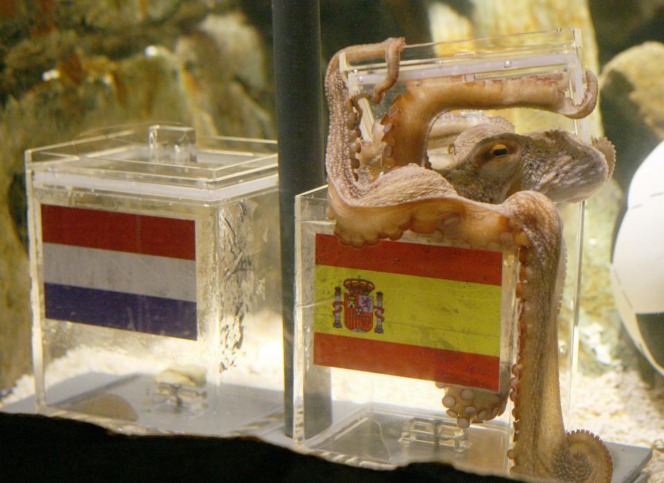 (FILES) - Picture taken on July 9, 2010 shows the octopus Paul sitting on a box decorated with a Spanish flag and a shell inside on at the Sea Life aquarium in Oberhausen, western Germany. Paul the octopus, who shot to fame during the football World Cup for his flawless record in predicting the outcome of games, will get a shrine to mark three months since he died, his aquarium said on January 17, 2011.  AFP PHOTO / PATRIK STOLLARZ (Photo credit should read PATRIK STOLLARZ/AFP/Getty Images)