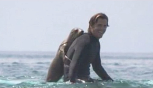 Sea lion pup jumps on surfer's board for a cuddle