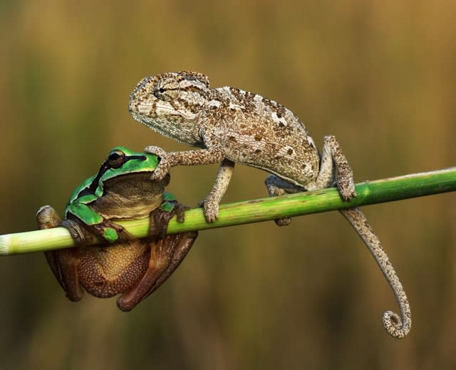 Shut your trap! Cheeky chameleon silences frog