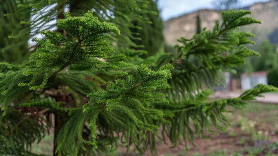 norfolk island pine