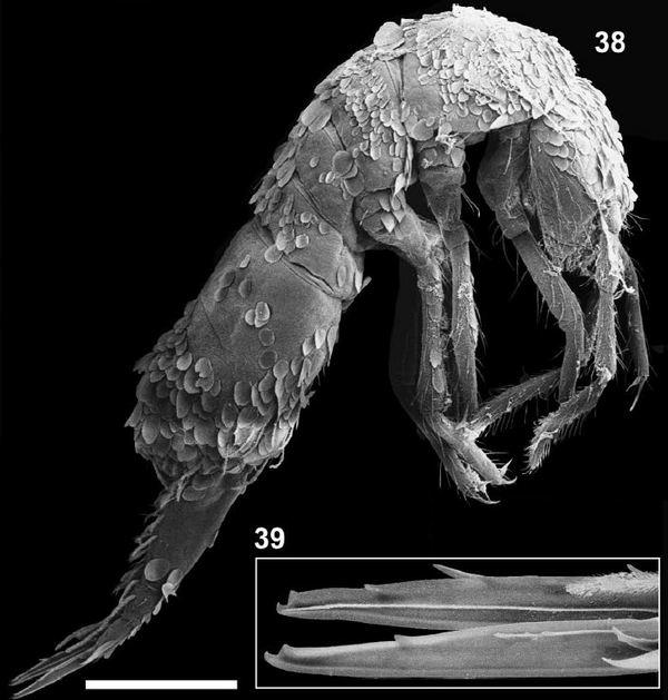 Oncopodura fadriquei, one of the newfound springtails species, which lacks eyes.