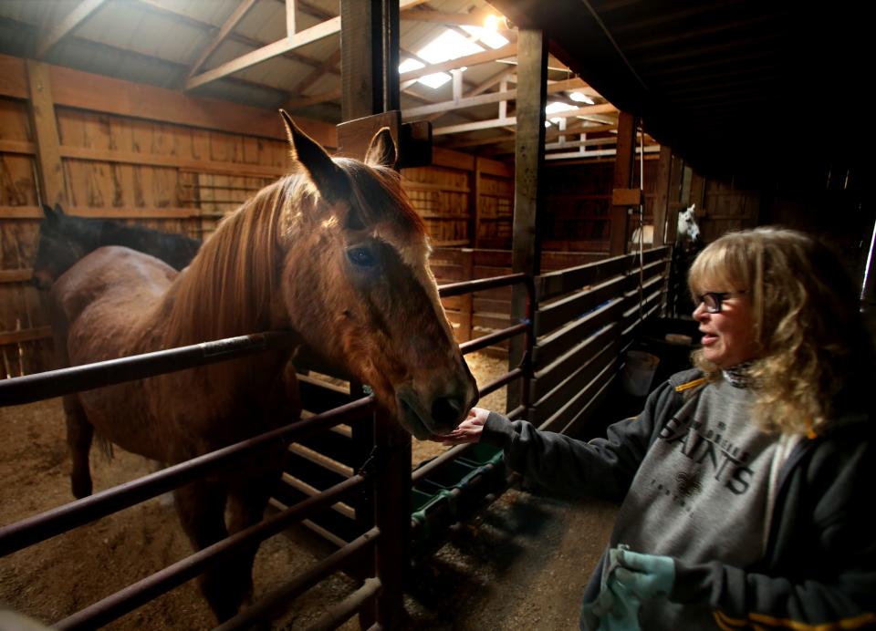 Bev Dee, owner of Bright Futures Farm, feeds cookies to Trusted Company.  March 2, 2023