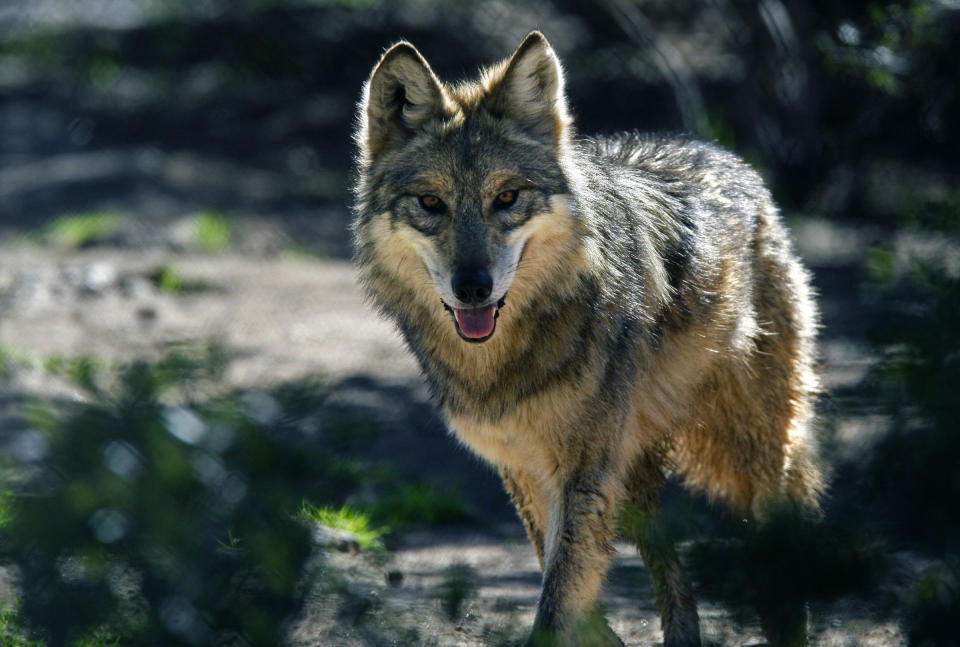 The endangered Mexican gray wolf is one animal scientists say would be harmed by the wall. (Photo: Don Bartletti via Getty Images)