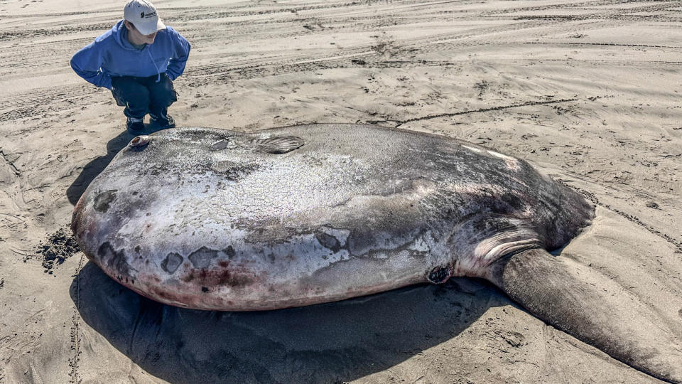 Woman crouches down next to large sunfish species on the sandy beach.