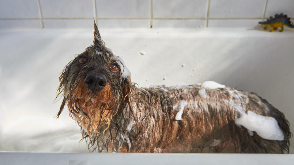 dirty dog having bath