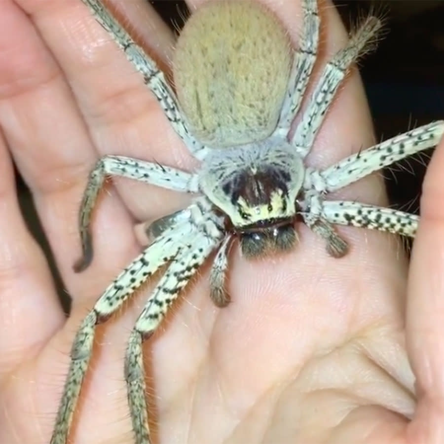 The spider enthusiast said it was “webbing my hand while she’s resting on it.” Source: wannabe_entomologist/ Instagram via Storyful