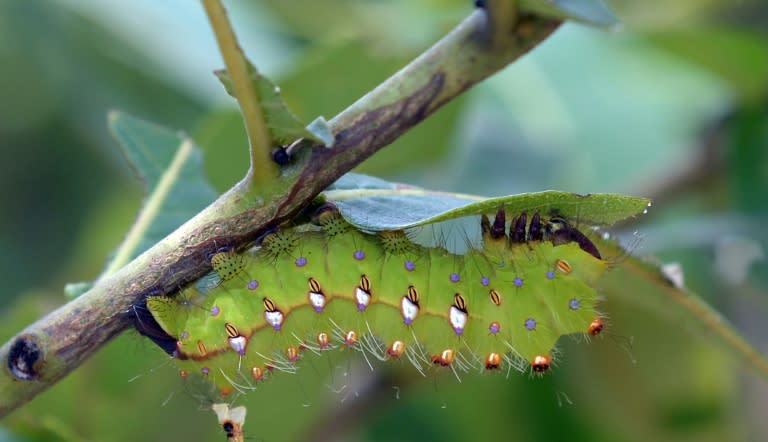 Silkworm farming has changed the lives of tribal villagers in India's Bihar state