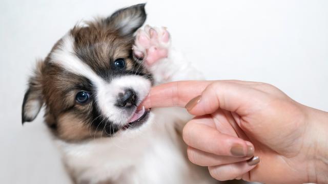 Are you making your puppy's biting worse? Trainer reveals three of