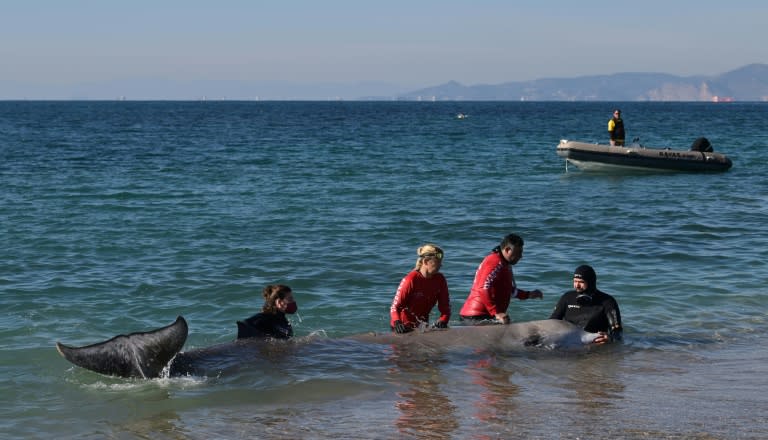 Sauvetage d'une jeune baleine blessée par des plongeurs d'Arion, le 28 janvier 2022 sur une plage au sud d'Athènes (AFP - ARIS MESSINIS)