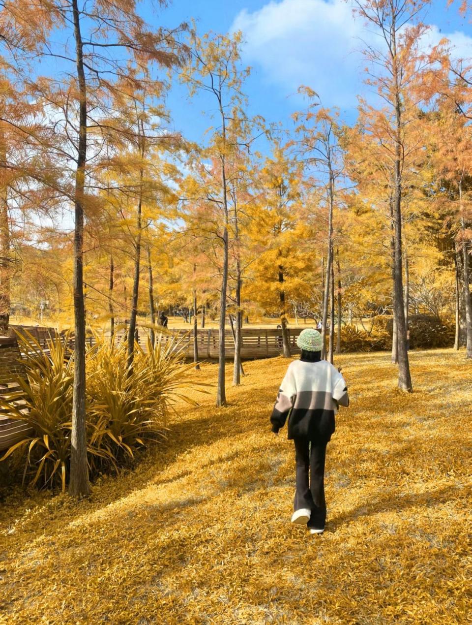 深圳好去處｜深圳4大落羽松打卡景點！地鐵直達 熱門蓮花山公園、仙湖植物園天空之鏡、四海公園人流最少、荔枝公園最具古典美