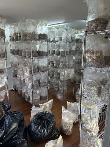 <p>Connecticut State Police</p> Investigators recovered from the home mushrooms with an estimated street value of $8.5 million