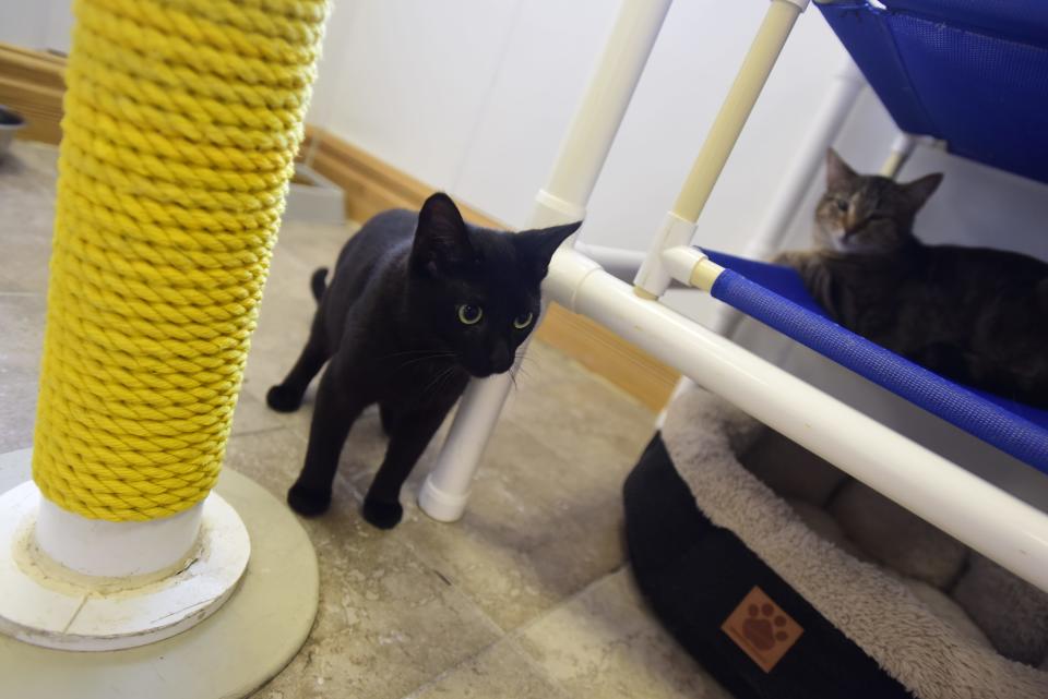 Two of the many cats available for adoption at the St. Clair County Animal Control in Port Huron on Tuesday, July 5, 2022.