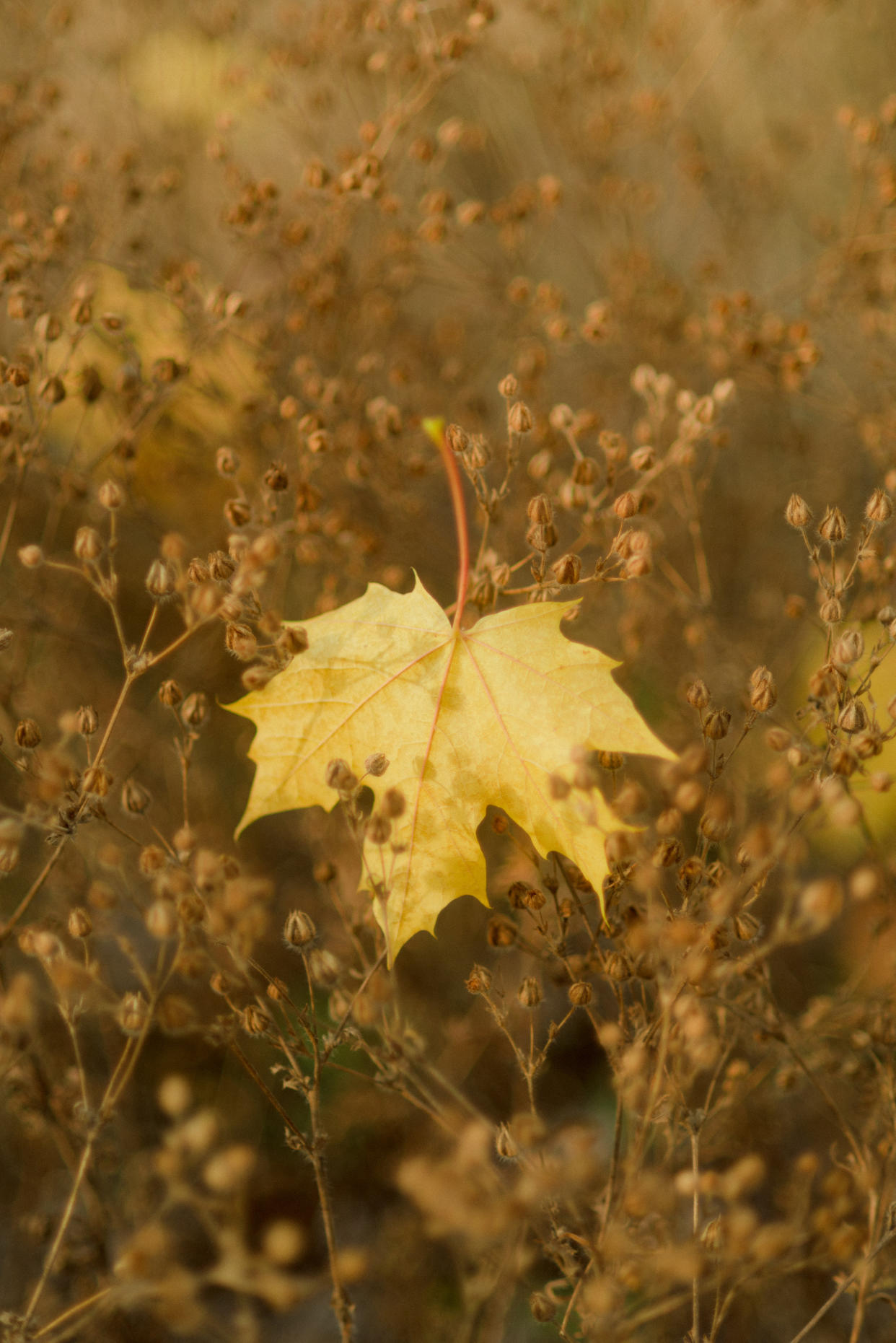 Un área del bosque en el campus Okanagan de la Universidad de Columbia Británica, cerca de Kelowna, Canadá, el 2 de noviembre de 2022. (Jennilee Marigomen/The New York Times).