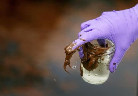 EDF (Environmental Defense Fund) coastal scientist Angelina Freeman takes a sample of oil while surveying the conditions of Bartaria Bay near Venice, Louisiana June 6, 2010. REUTERS/Sean Gardner