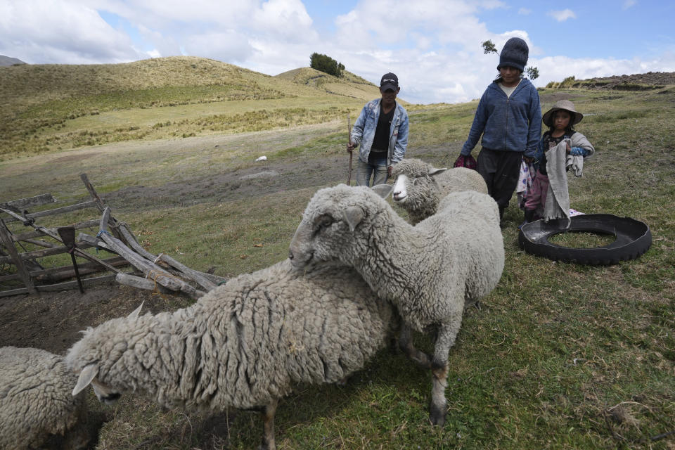 Indigenous children herd sheep in the Cotopaxi province of Ecuador, Friday, Dec. 2, 2022. Child malnutrition is chronic among Ecuador's 18 million inhabitants, hitting hardest in rural areas and among the country's Indigenous, according to Erwin Ronquillo, secretary of the government program Ecuador Grows Without Malnutrition. (AP Photo/Dolores Ochoa)