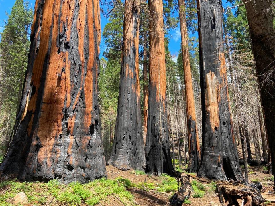 The trunks of these living giant sequoia trees in Kings Canyon National Park’s Redwood Mountain Grove are scorched black from the 2021 KNP Complex Fire. These trees are located along the middle segment of the Hart Tree Loop.