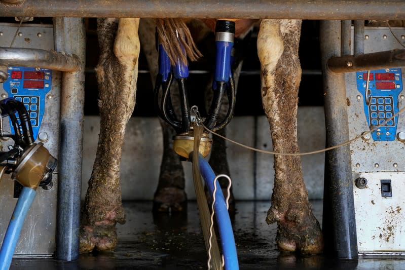 Automation is used to collect milk from a Holstein cow at Airoso Circle A Dairy in Pixley, California