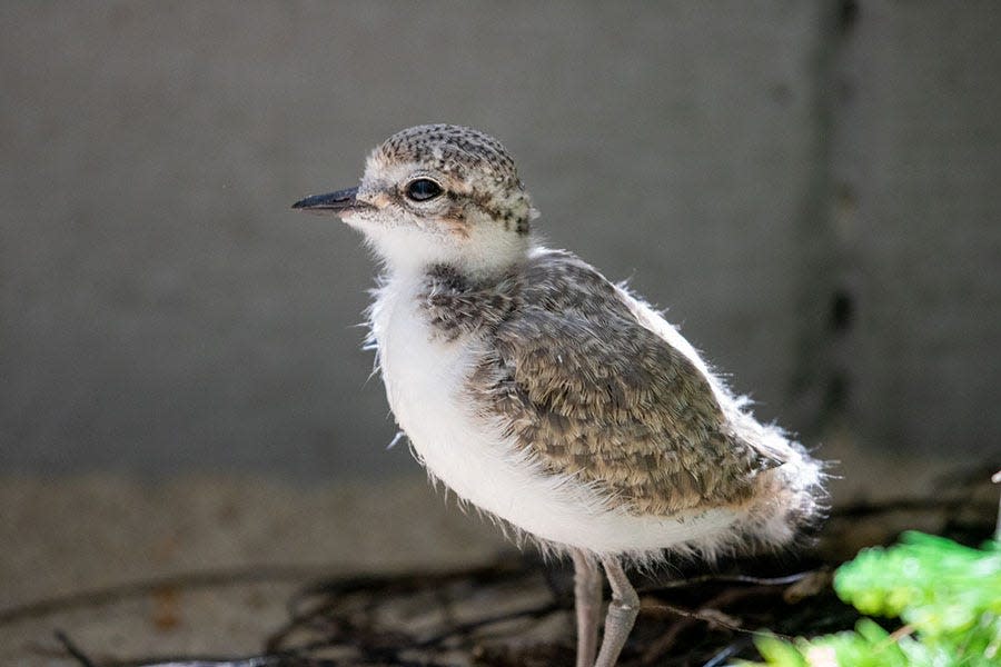 The Santa Barbara Zoo raises and releases western snowy plover chicks as one of its conservation efforts. The zoo plans to move the majority of its conservation program to CSU Channel Islands.