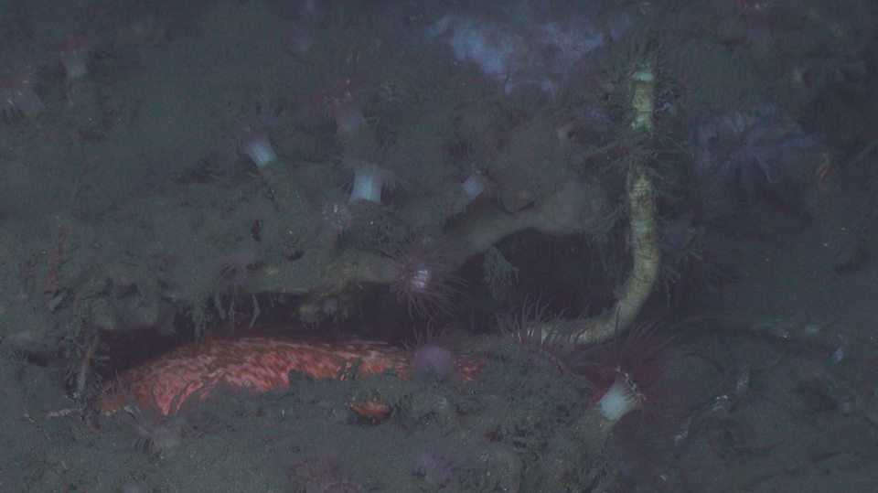 A deep-sea tubeworm (right) growing from under a carbonate outcrop off the coast of North Carolina, surrounded by anemones and fish. (Courtesy of Ivan Hurzeler and DEEP SEARCH 2019 — BOEM, USGS, NOAA, Woods Hole Oceanographic)