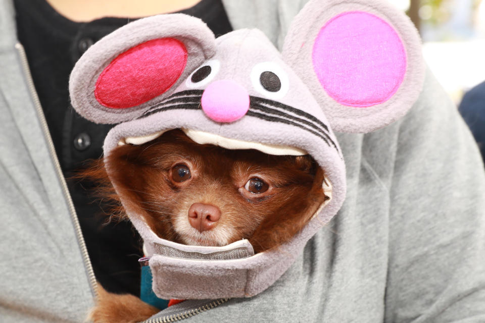 NYC pups in cute and creative costumes for annual Halloween Dog Parade