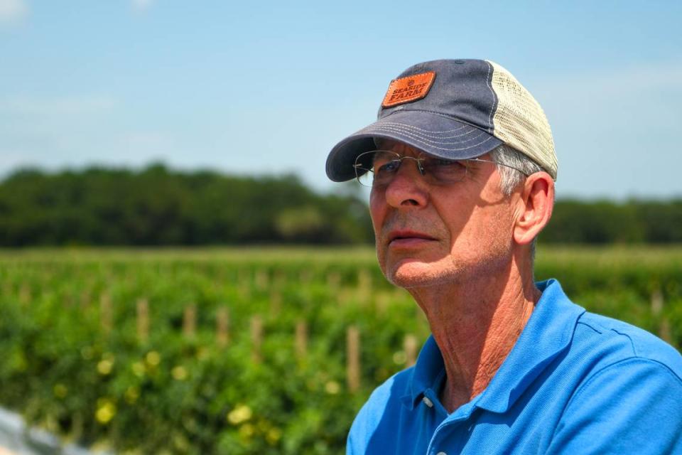 Mac Sanders of Seaside Farm Inc. is looking forward to the start of the tomato harvest. “The Lord has been good to us,” Sanders says.