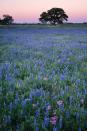<p><strong>Where: </strong> Texas Hill Country, Texas</p><p><strong>Why We Love It: </strong>The countryside west of Austin and north of San Antonio explodes in a riot of colorful Texas Bluebonnets every April.</p>