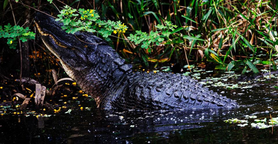 An alligator hangs out at Corkscrew Swamp Sanctuary. 