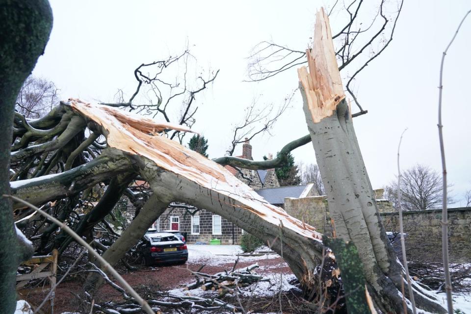 A fallen tree after Storm Arwen wreaked havoc across much of the UK (Owen Humphreys/PA) (PA Wire)