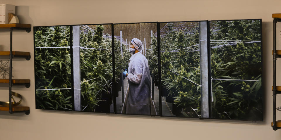 Photographs of marijuana plants on the wall of a Pennsylvania medical marijuana dispensary. A Philadelphia-based doctor and cannabis patient is challenging a federal law that bars legal medical marijuana users from gun ownership. (Photo: ASSOCIATED PRESS)