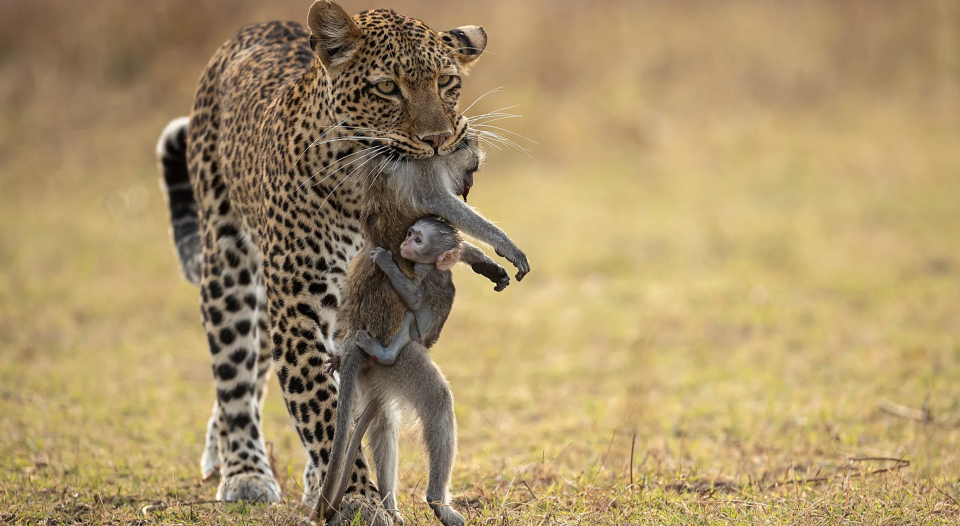 Leopardo con babuino