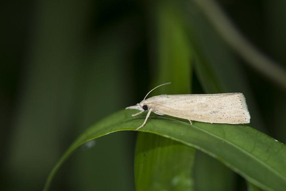 La polilla <em>Chilo suppressalis</em> supone una plaga para los cultivos de arroz. <a href="https://www.flickr.com/photos/papilioshih/41866967681/" rel="nofollow noopener" target="_blank" data-ylk="slk:LiCheng Shih / Flickr;elm:context_link;itc:0;sec:content-canvas" class="link ">LiCheng Shih / Flickr</a>, <a href="http://creativecommons.org/licenses/by/4.0/" rel="nofollow noopener" target="_blank" data-ylk="slk:CC BY;elm:context_link;itc:0;sec:content-canvas" class="link ">CC BY</a>