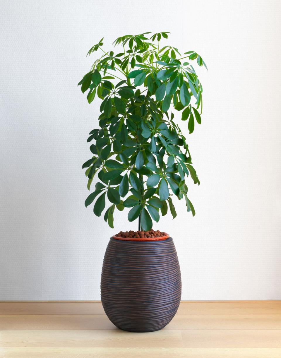 indoor trees, potted umbrella tree