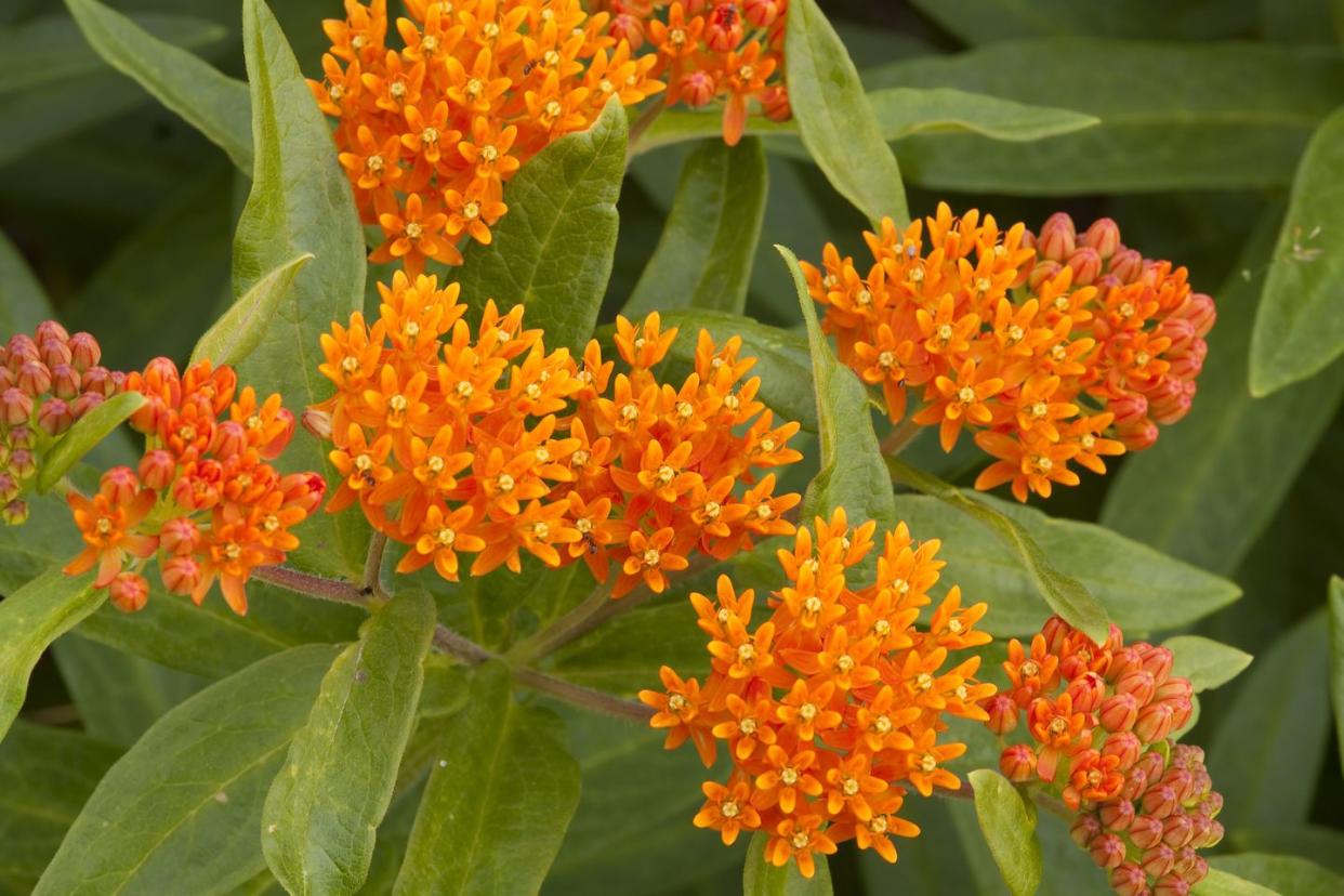types of flowers butterfly weed