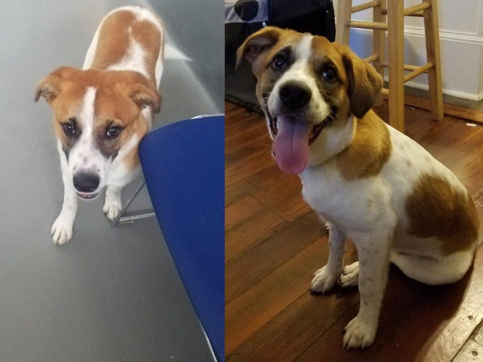 Pippin the dog, before and after being adopted.