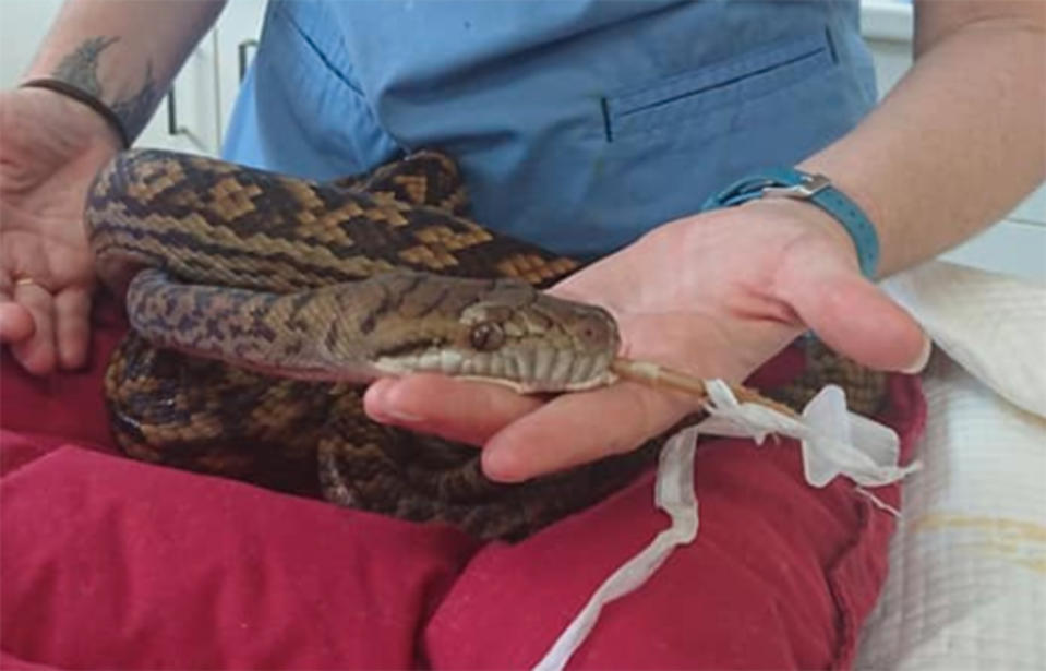 The vet said <span>surgical intervention was the best option to save the python’s life. </span>Marlin Coast Veterinary Hospital / Facebook