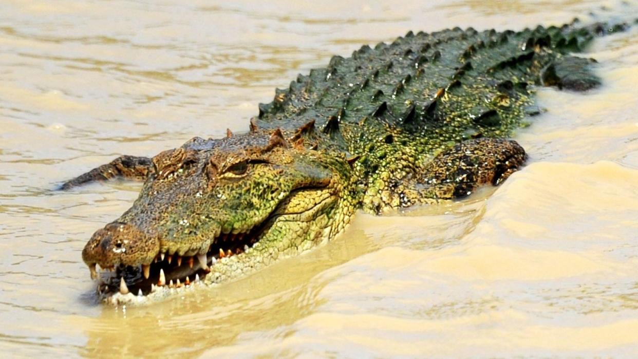 Seven people were treated in England for attacks by crocodiles or alligators in a year