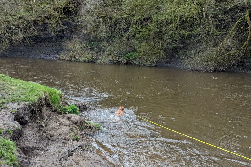 There are lots of spots where dogs can have a swim