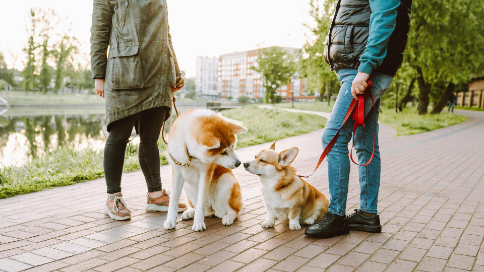 Two dog owners chatting in public space