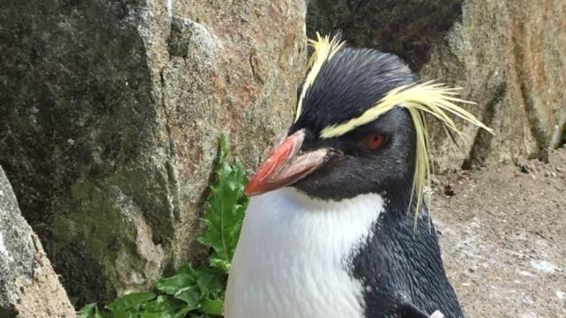 Penguin killed by fox in zoo enclosure