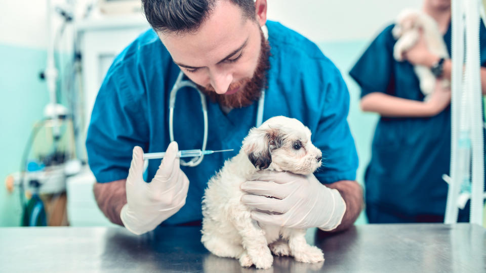 Puppy being given vaccination