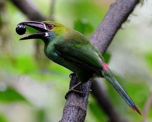 A Crimson rumped Toucanet (Aulacorhynchus haematopygus) at the Peace of the Birds private reserve in Ecuador. Tourism linked to birdwatching has flourished in Ecuador in recent years, and Paz says it could take a birder days to find the vast variety he has in his reserve