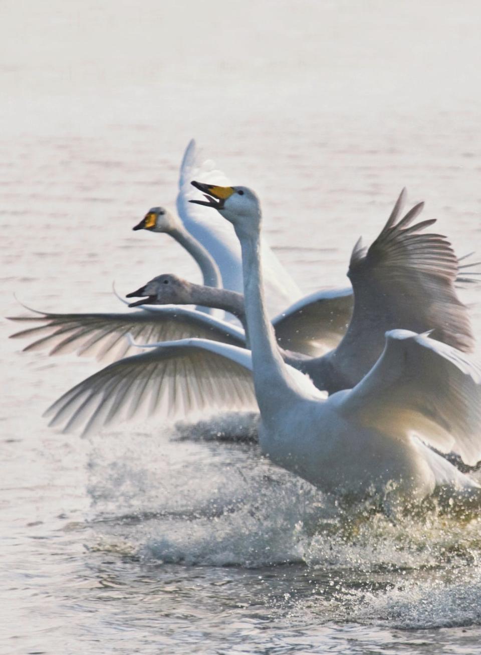 swans in a lake