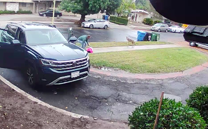 Ring surveillance videos shows a 2-year-old girl being attacked by a coyote in a neighborhood in Los Angeles, California. Dec. 2, 2022.  / Credit: Ring/Cabir family