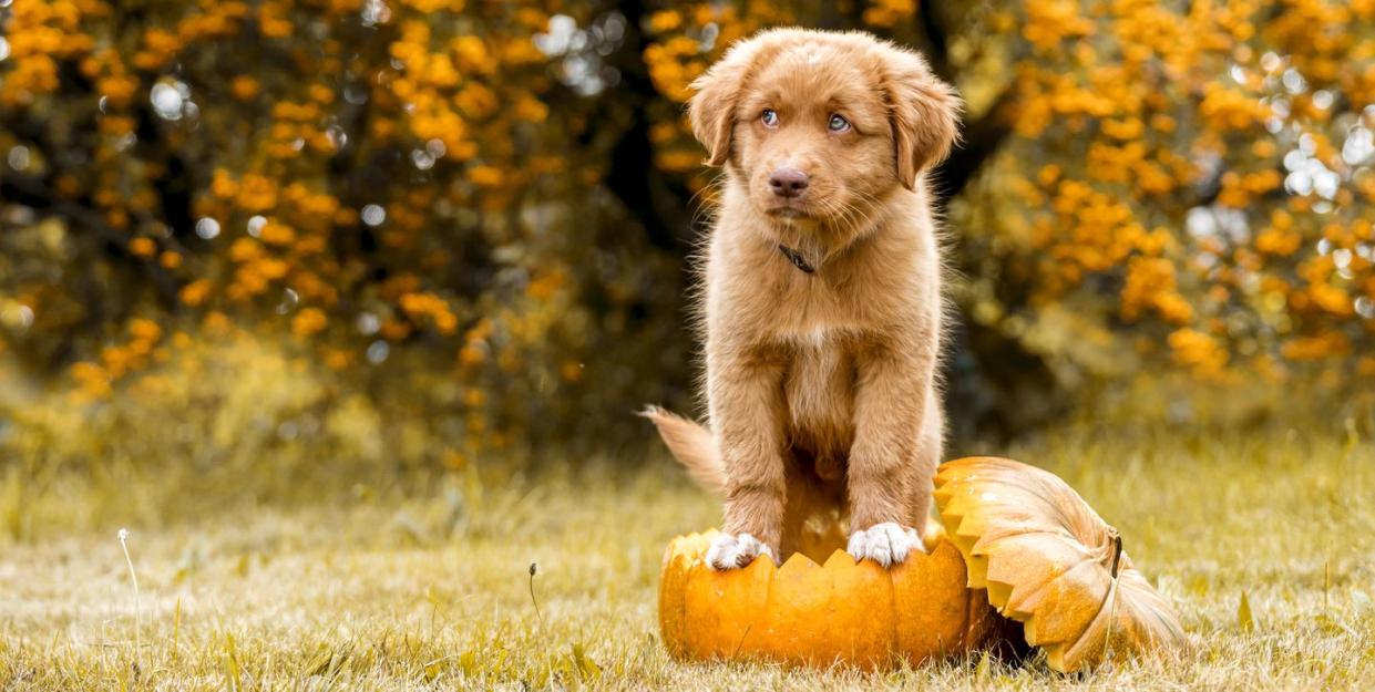 best pumpkin quotes cute dog